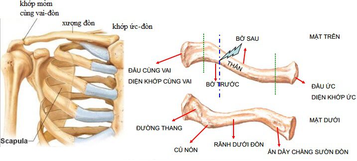 [GIẢI PHẪU1] GIẢI PHẪU XƯƠNG CHI TRÊN | Dr. Gấu Blog